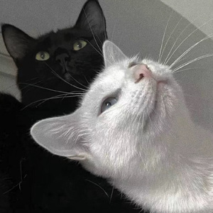 雷电将军🈲️🔞黄网站
